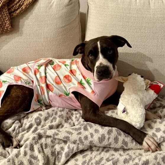 Mabel Loves Stuffies media 5
