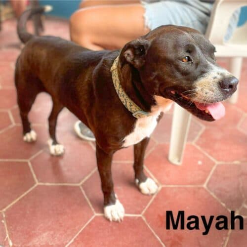Mayah media 4
