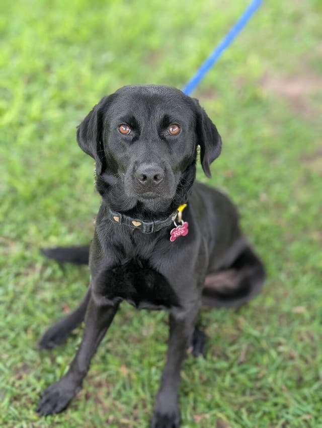 Dolly (blk lab) media 4