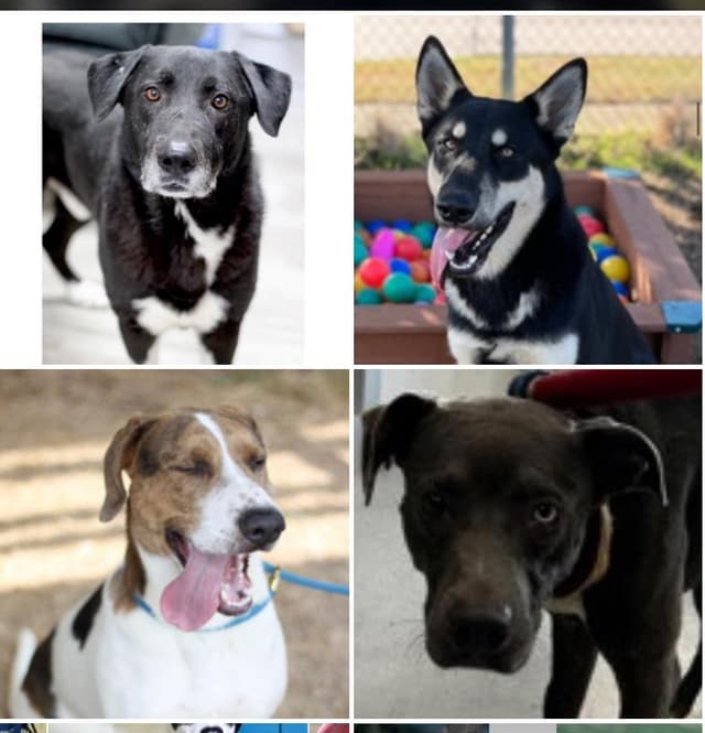 Adopt a Texas Dog media 6