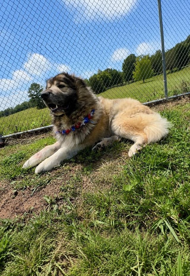 Taz- Available media 2