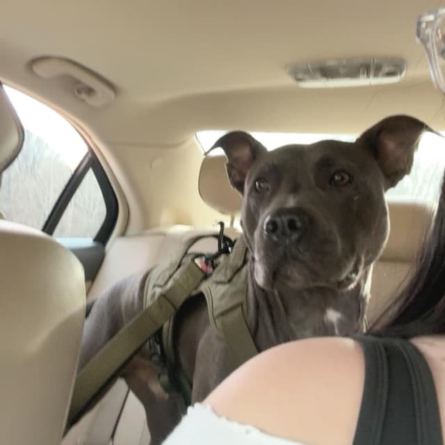Mr. Pickles media 5