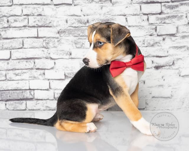 Stevie - Adopted - look at Tucker media 3