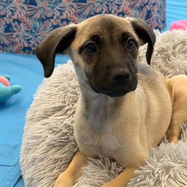 Daisy's Pack Pup: Wisteria media 2