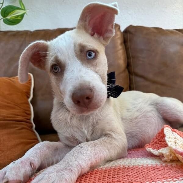 Hank Sweetie Baby media 4