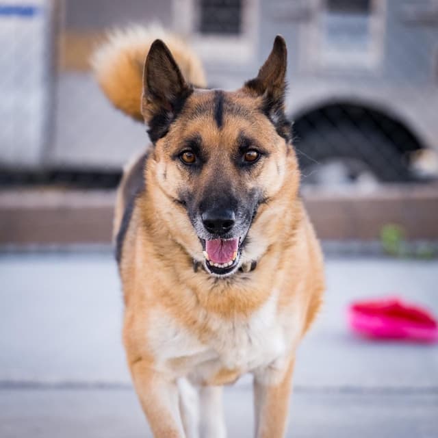 Elvis (Damen) media 4
