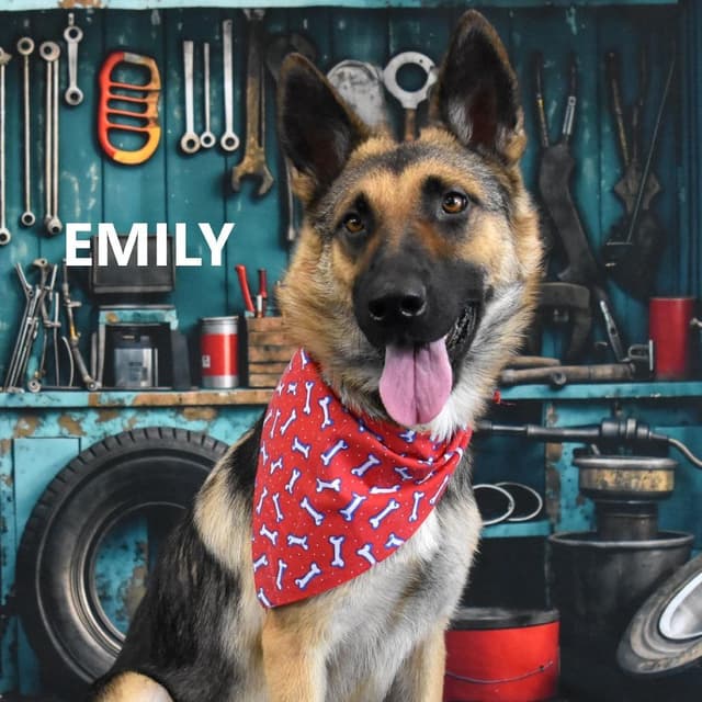 Emily media 6