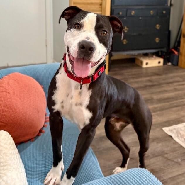 Gizmo Kissy The Sweetest Happy Boy media 4