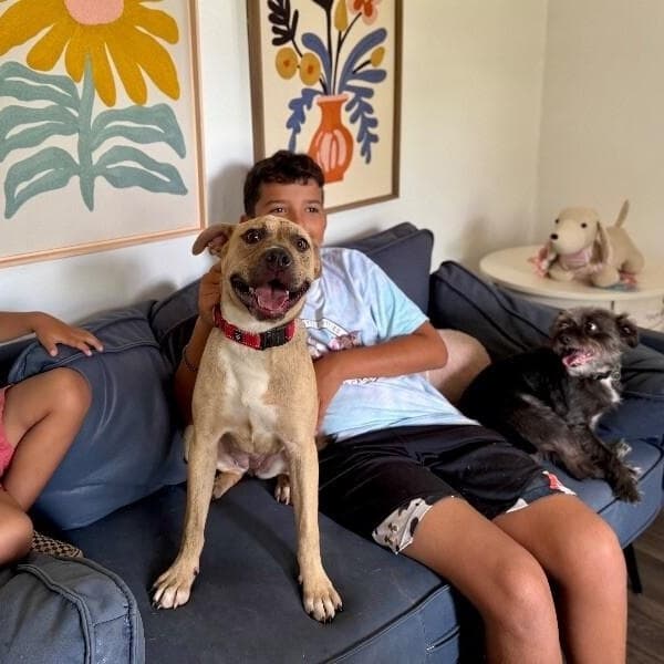 Rainie Baby the pocket sized Pittie lady loves to play with the littles media 3