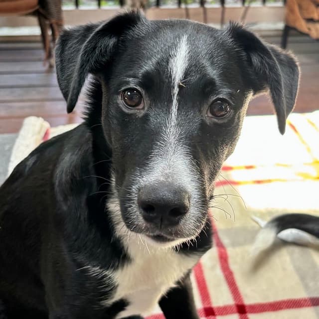 Spunky Pups: Kai media 4
