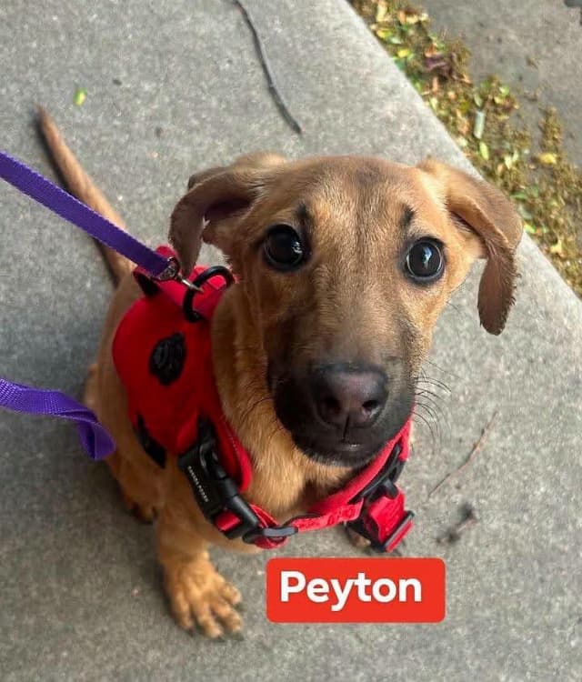 Peyton, Milo and Rexy media 2