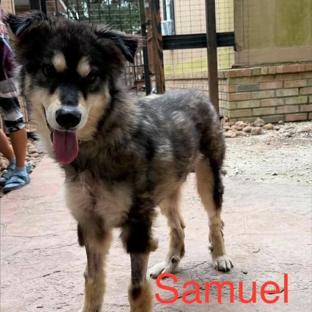 Samuel *Arriving 7/11* D11643 media 4