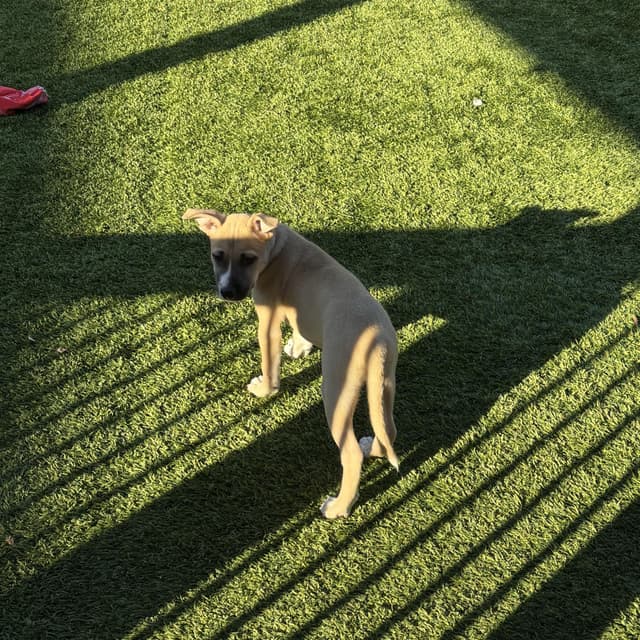 Audrey media 2