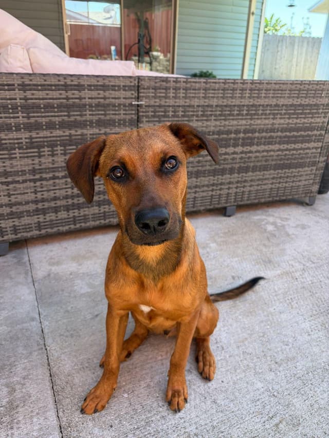 Chewbacca media 3