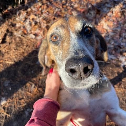 Pumpkin media 5