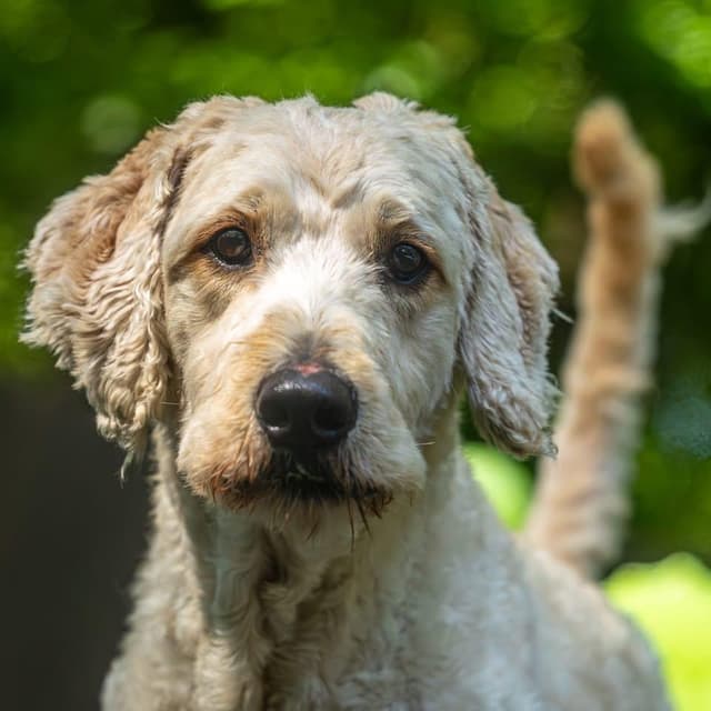Bark Ruffalo media 6