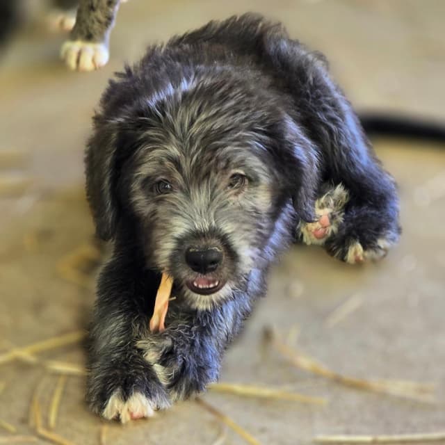 Paulie (P Litter) media 3