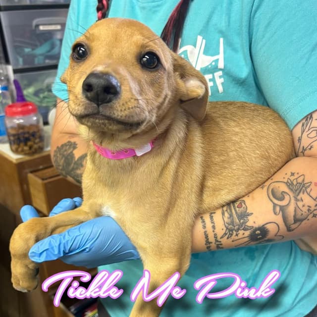 Tickle Me Pink media 2