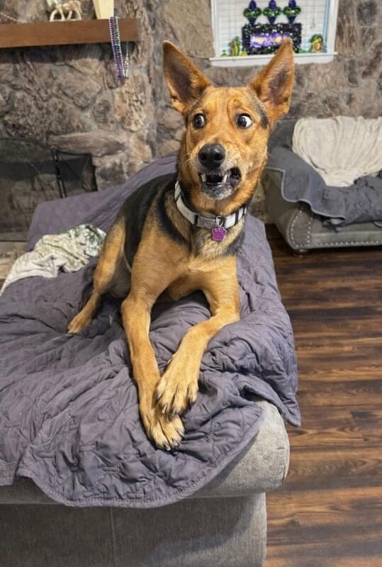 Becca Boo Loves Bigger than her EARS media 2