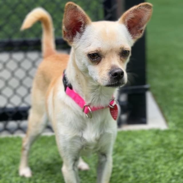 Lady A2280108 media 3