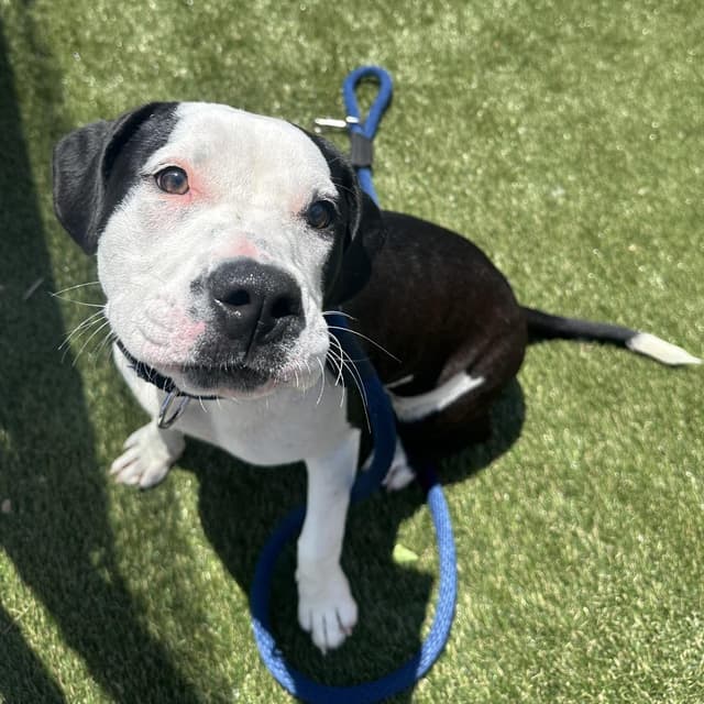 Zebra Cake media 3