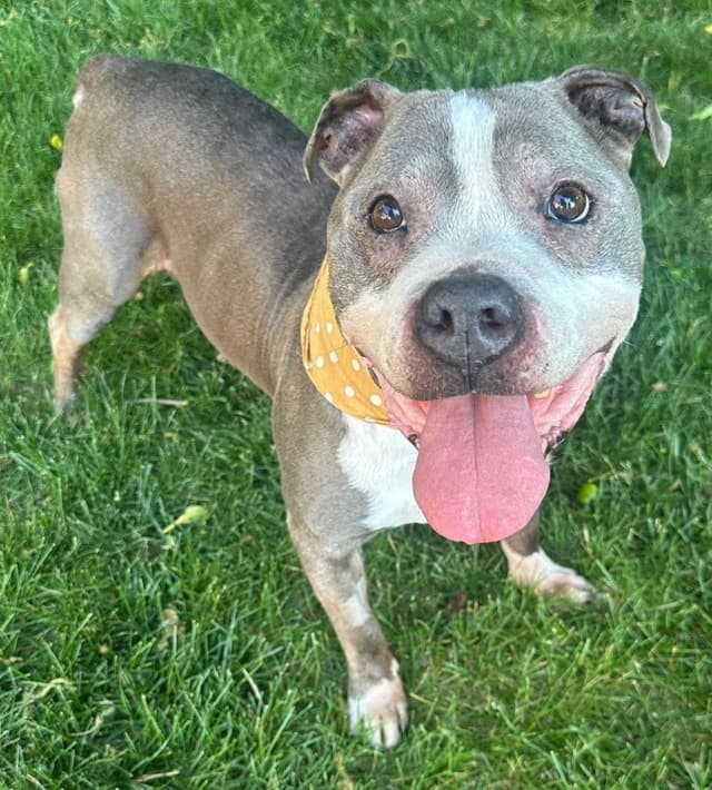 Zeus *HOSPICE looking for a special home* media 3