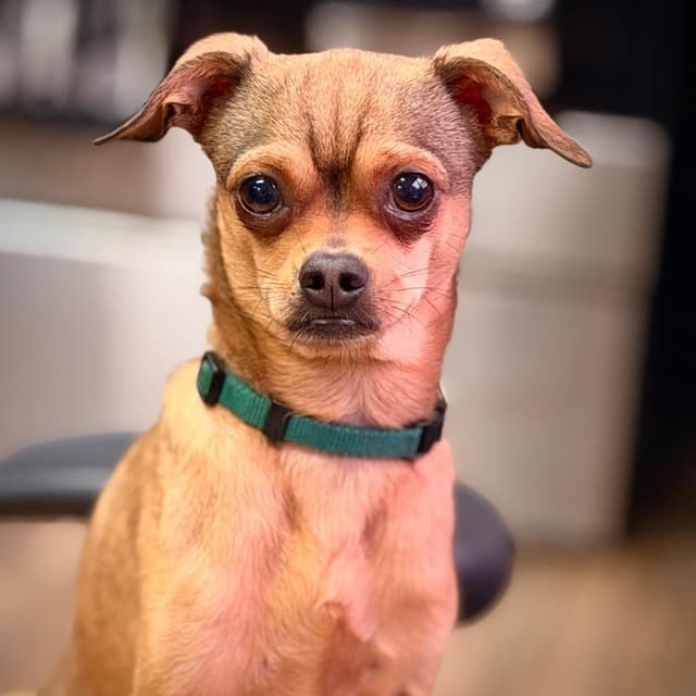 Tito (Buddy) media 5