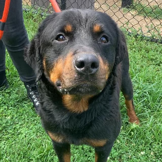Donald Ross media 3