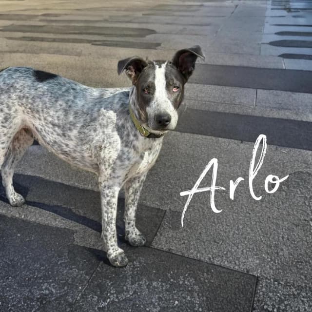 Arlo media 2