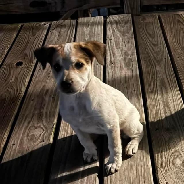 Madeline (M Litter) *Adoption pending* media 2