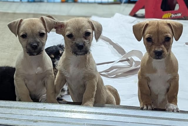 Pip the Border Terrier/Chihuahua media 5