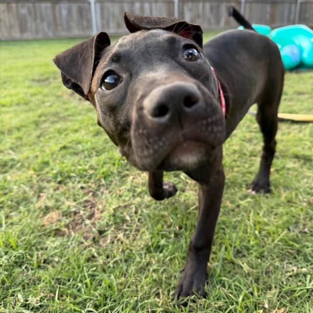 Marilyn Mon-Woof media 4