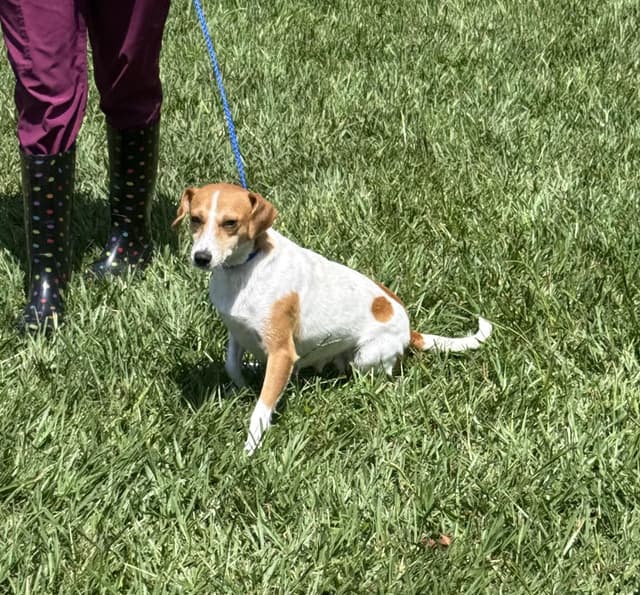 Daisy- Smaller sweetheart looking for loving home media 2