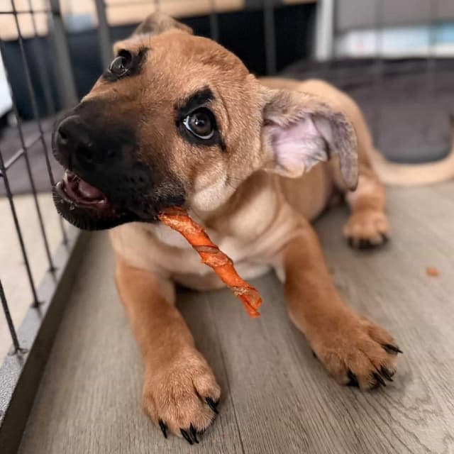 Daisy's Pack Pup: Rose media 2