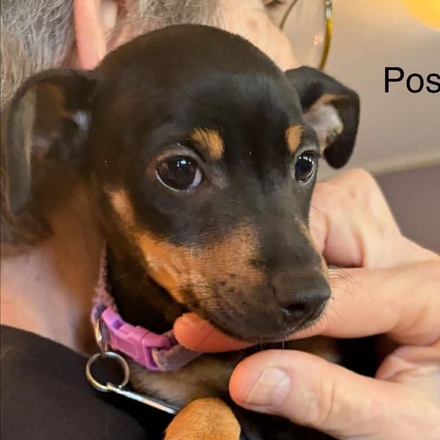 Posey media 5