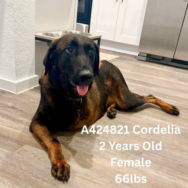Cordelia media 4