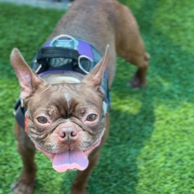 Gizmo A5778226 media 2