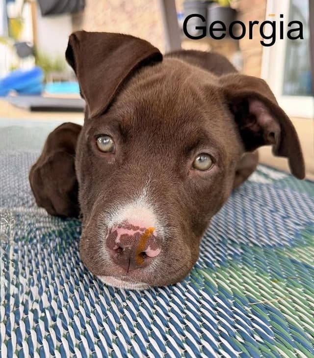 Georgia media 3