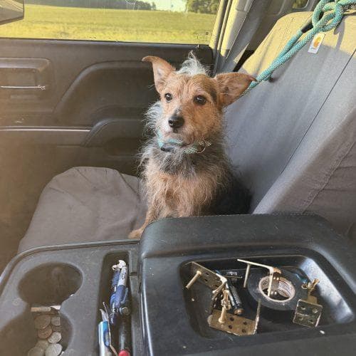 Scruffy Max media 5