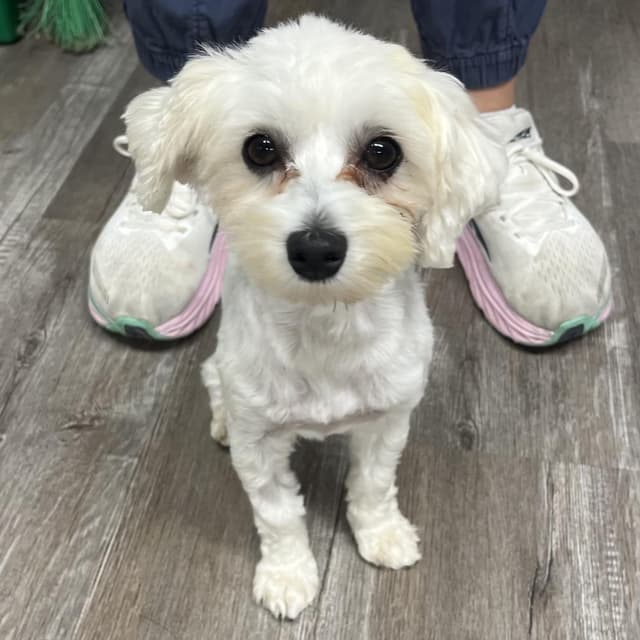 Buffy *My Adoption is Pending!* media 2