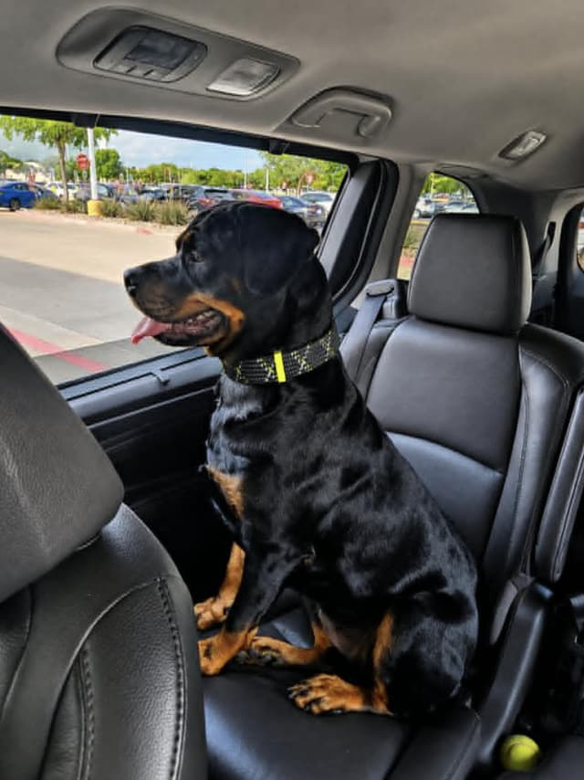 ROXY Rottweiler media 2