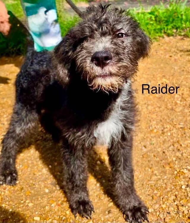 Raider KW in MS media 2
