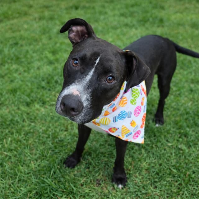 Candy (Reduced Rover) media 4