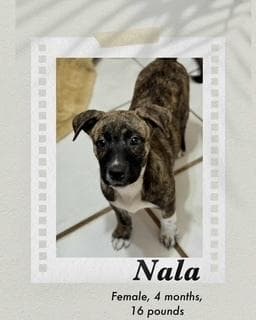 Nala media 2