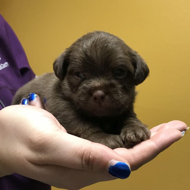 coco - MUST read description / Criteria media 2