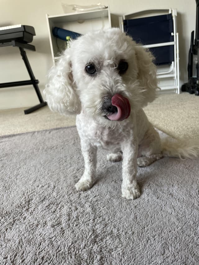 LUNA - available for adoption media 2