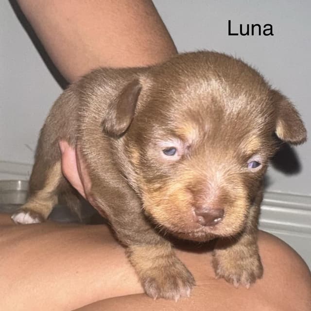 Luna media 5