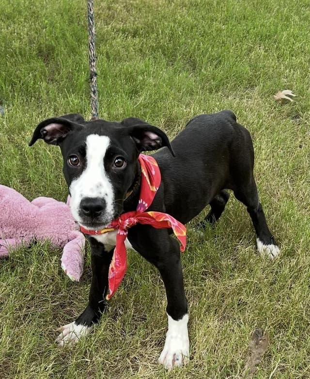 Georgia - artist puppies media 4