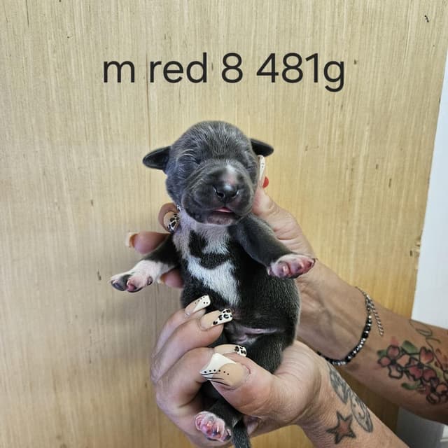 Goldieloxx Pup- Vinny media 2