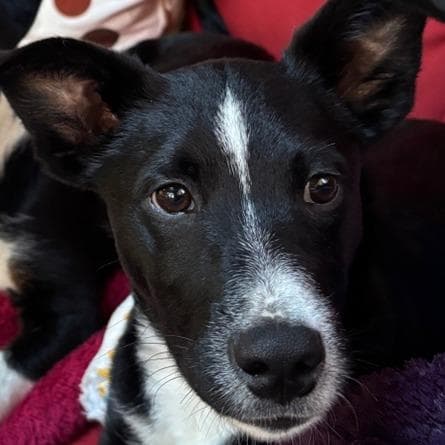 Spunky Pups: Kai media 3